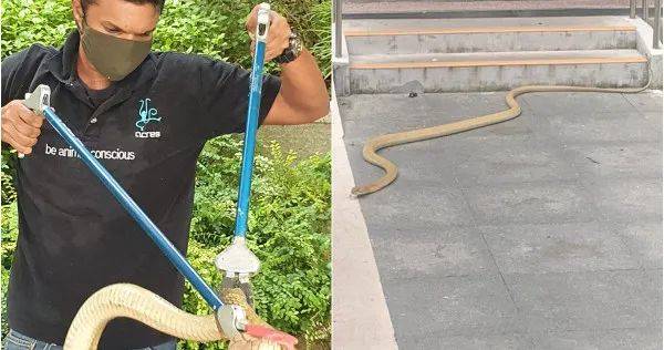 突發！這個海灘驚現一群巨型椰子蟹，還搶燒烤吃！新加坡也被鳄魚、蜥蜴、蟒蛇、水獺、猴子、野豬、野雞嚇到過