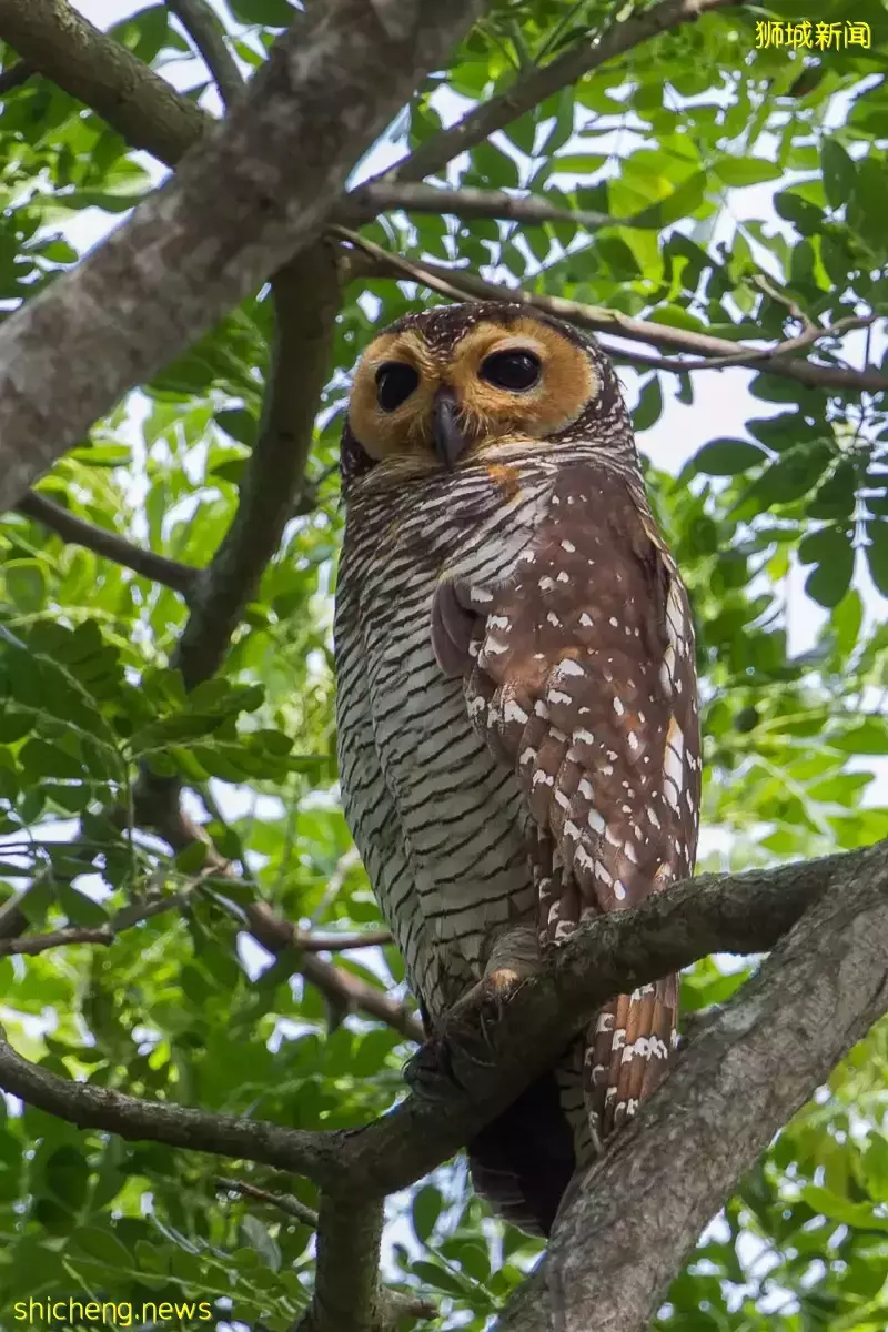 在新加坡的東北部,有個隱秘的小島!不用坐船,每天限時開放