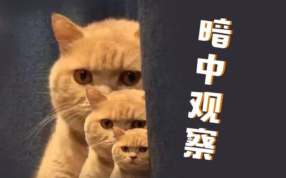 如何從新加坡帶寵物回中國？鏟屎官回國最全攻略！必須收藏