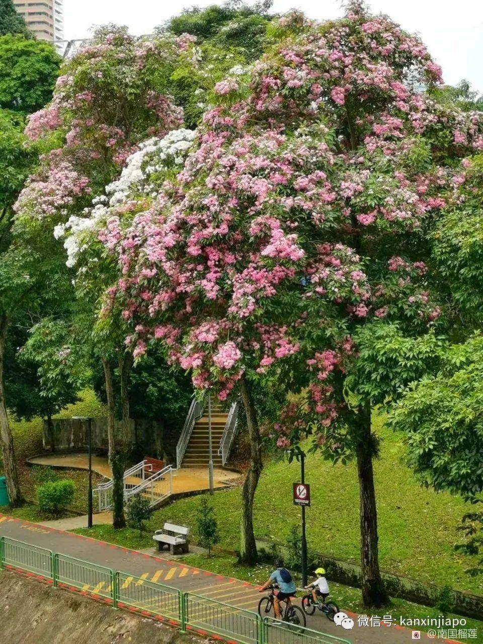 新加坡花季到，“樱花”颜值仙气爆表
