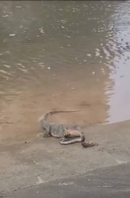 新加坡巨蜥吞噬巨蟒，居然吃到吐、还打嗝？上辈子肯定是饿死鬼