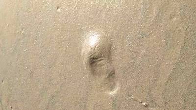 新加坡趕海全攻略!寄居蟹、花蟹、龍蝦、蛤蜊、海星、海參...我挖到寶藏啦