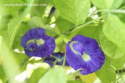 盘点新加坡15种超美味的娘惹糕