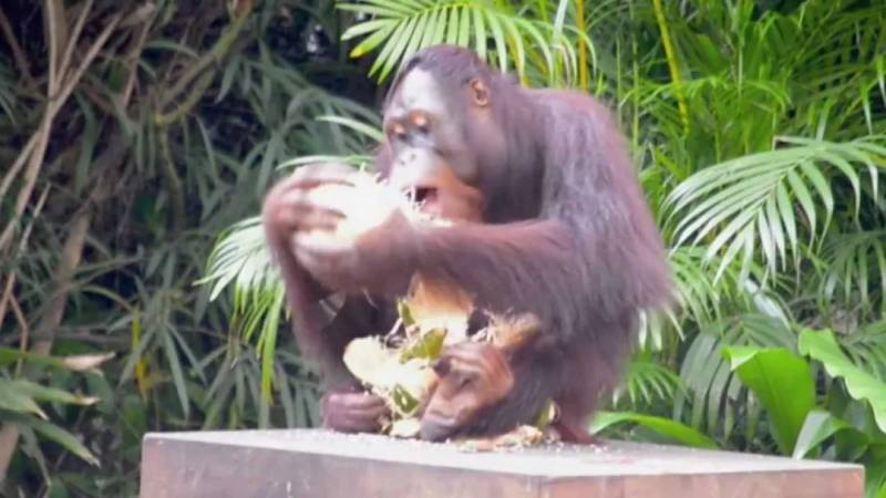 在新加坡上公厕,突然有条蛇从马桶钻出!吃饭又遇猴子…没法呆了