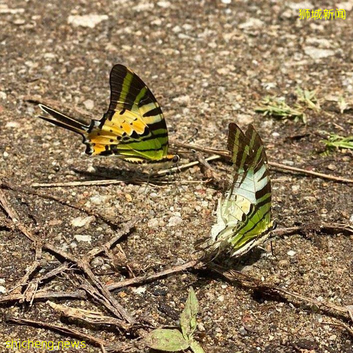 揭秘新加坡最新最热网红打卡地