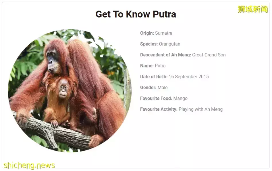 僅$99!做猩猩助養員、近距離寫生,在新加坡竟然有這麽有意義的假期營