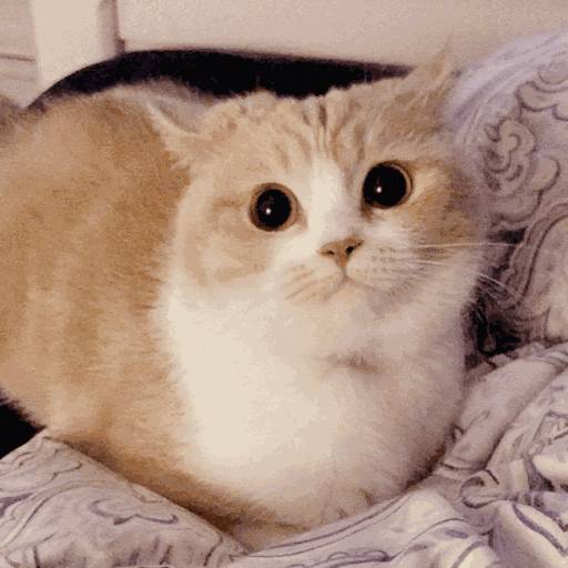 新加坡鏟屎官怕得新冠丟棄四只寵物,被罰款4000元