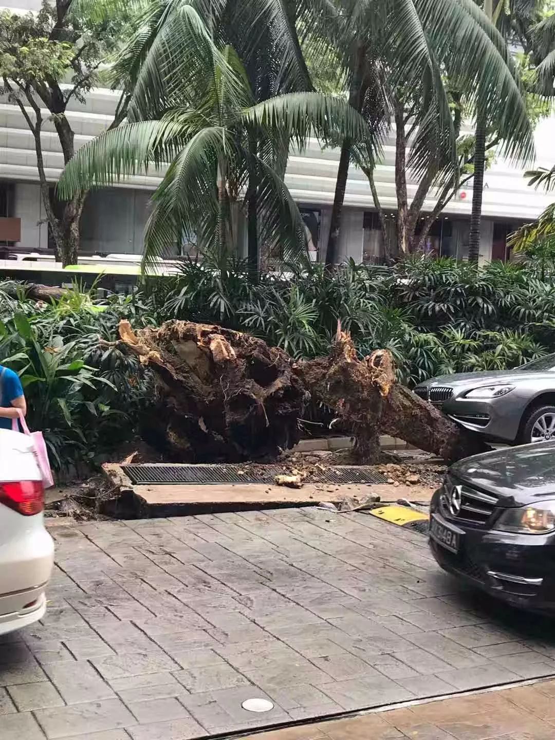 突发！新加坡乌节路大树轰然倒塌，引起交通预警