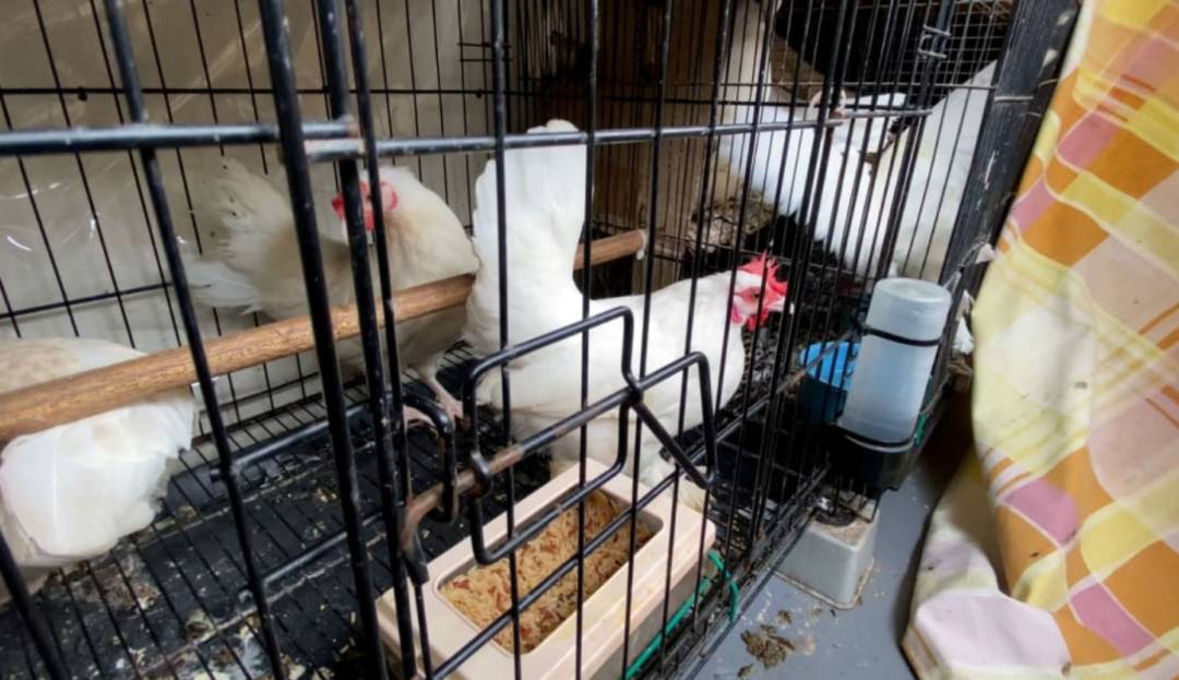快過年了，竟有人在新加坡組屋走廊開“養雞場”，30只好熱鬧