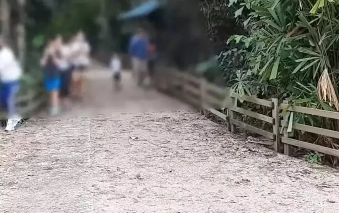 新加坡上演巨蜥PK蟒蛇!平平无奇的小路边,居然藏了一只鳄鱼