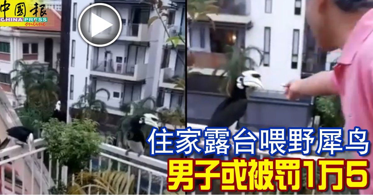 住家露台餵野犀鳥 男子或被罰1萬5