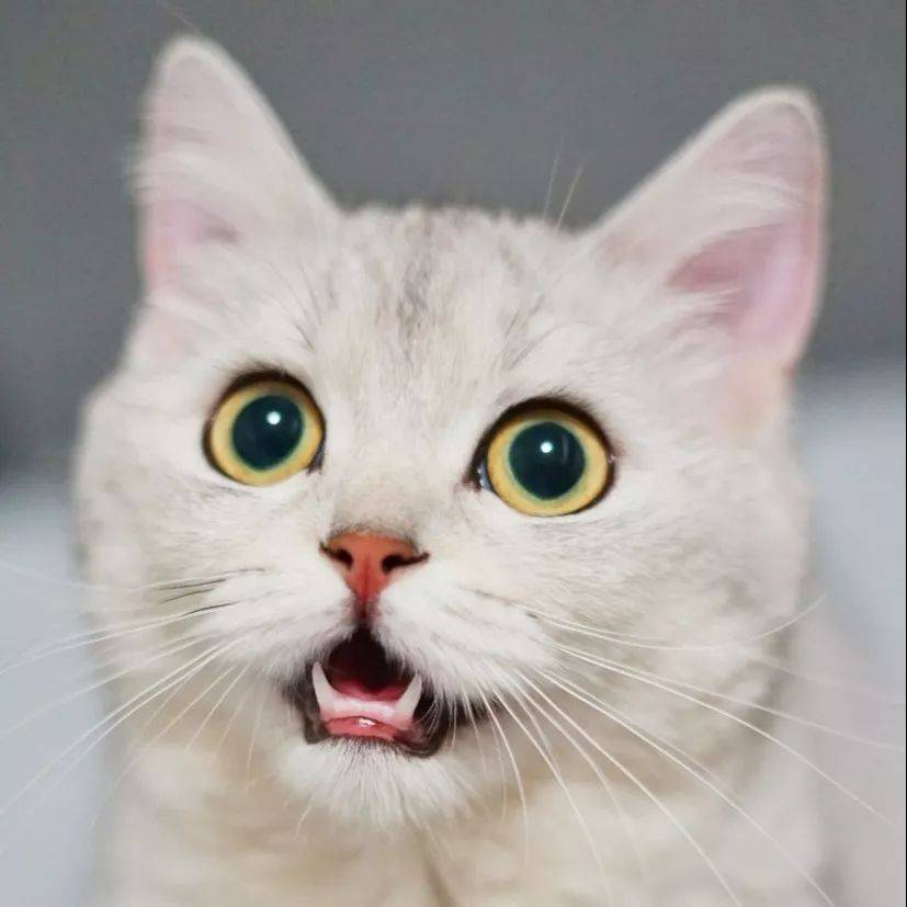 獅城MRT美食 跟我去Bishan的街頭走一走，吃上個三天三夜