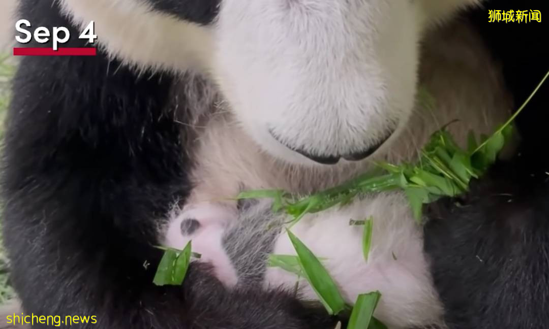 新加坡的熊猫宝宝满月照来了!毛茸茸终于“有熊样”