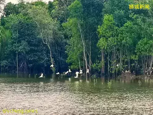 《即刻隨心所想，心想獅城》新加坡生態遊系列2