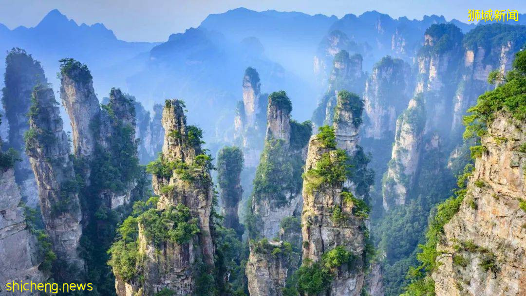 張文宏：新冠致死率已接近流感！新加坡疫情也馬上常態化！回國免隔離還有希望嗎