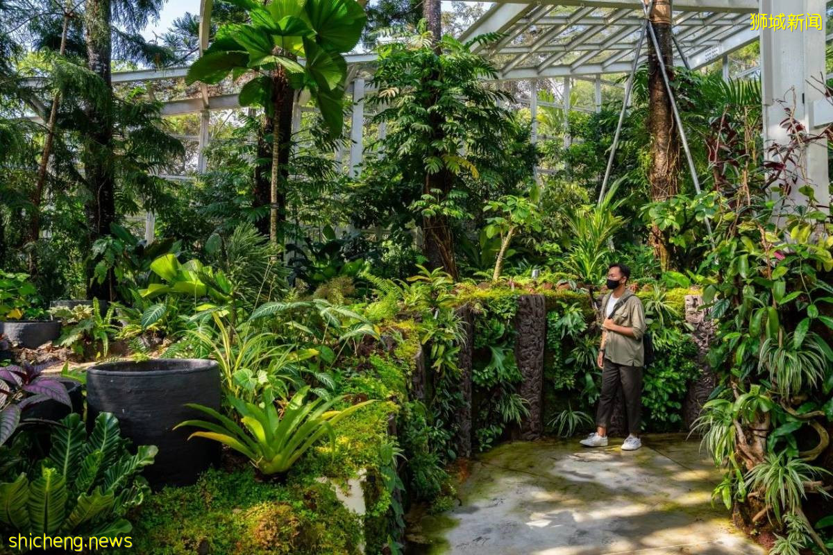 手機“一掃”入境新加坡,一起來看看有4500種花卉的全新熱帶花園吧