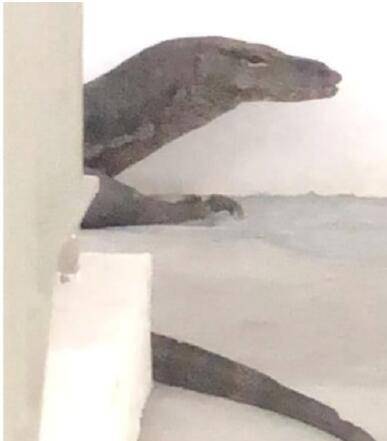 新加坡车位有多稀缺?连大蜥蜴都来抢车位