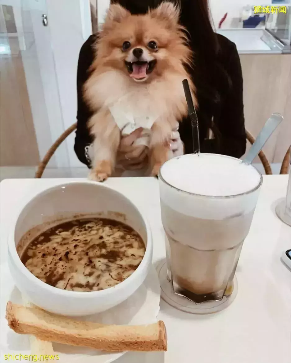 吃喝撸狗兩不誤!新加坡15家寵物友好咖啡廳 · 快上小可愛一起去體驗吧