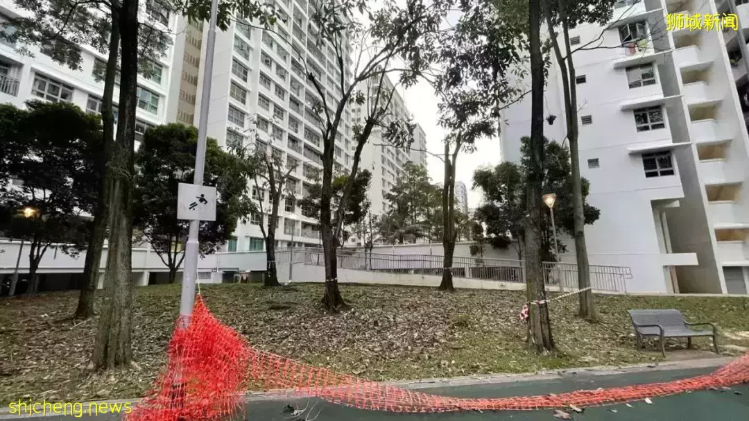 新加坡司機暴雨驚魂!4層樓高大樹砸穿擋風玻璃,直插眼前