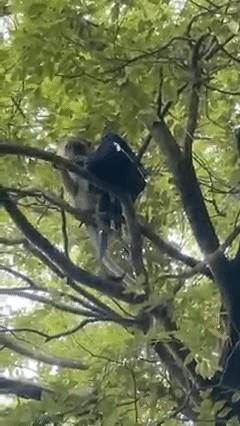 猴子“打搶”老奶奶，除了糖果剩下的都不要