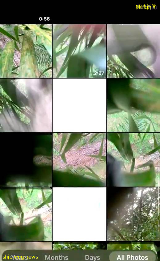 震惊!新加坡猴子生吃活鸡!它们还会偷包、偷手机、偷面包