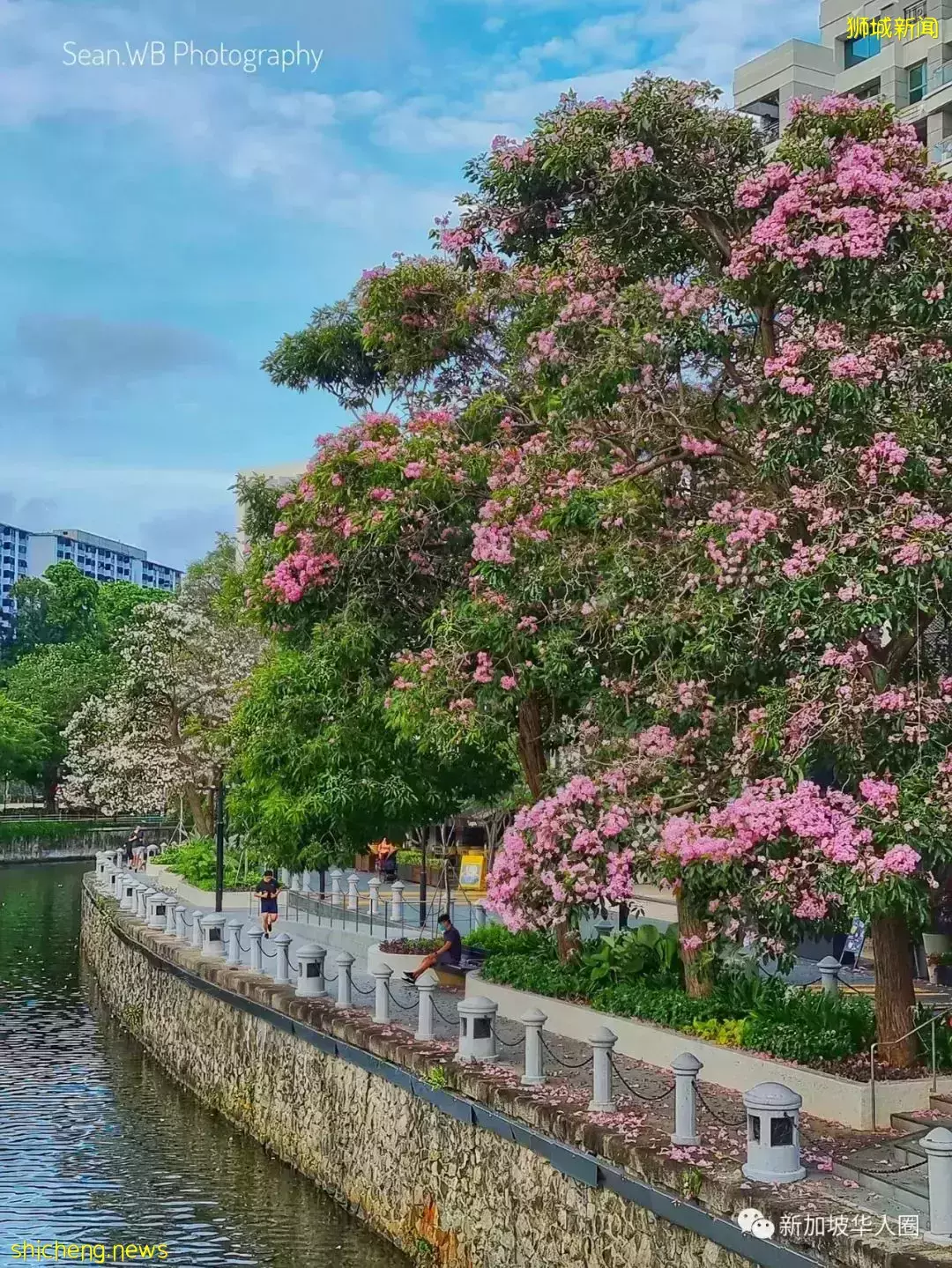賞花季到啦！全島各地重現“新加坡櫻花”景象！還去日本賞什麽櫻花