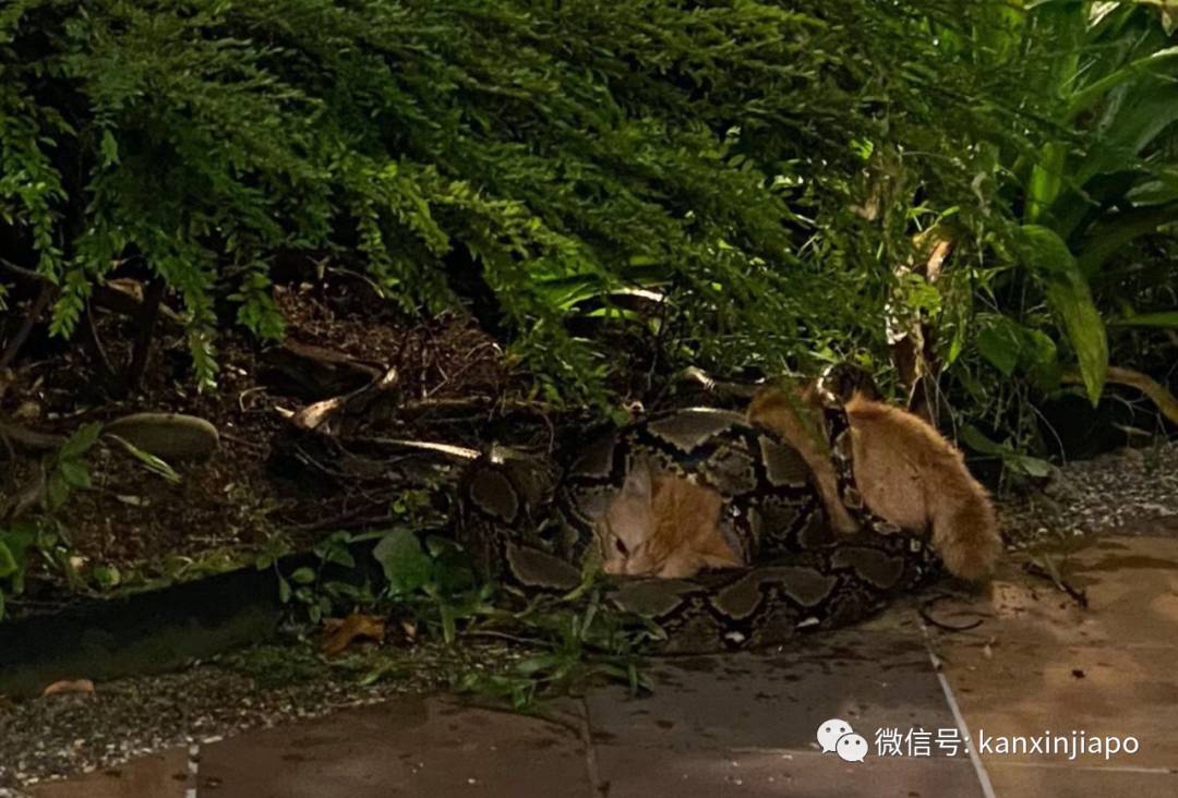 新加坡巨型鳄鱼出没码头,蟒蛇潜入住宅区吞猫