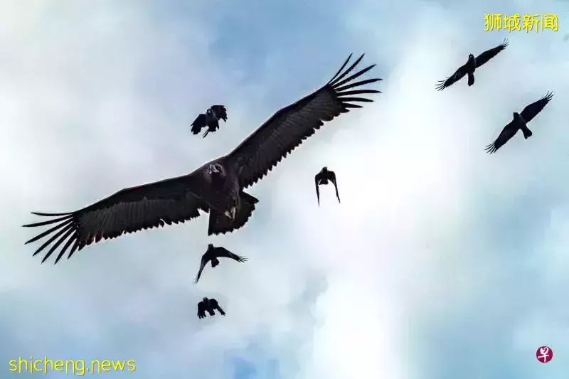 新加坡是东南亚医疗枢纽,连鸟都知道!手术视频曝光