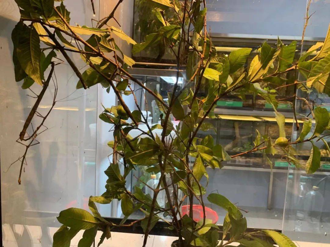 行走獅城——新加坡動物園