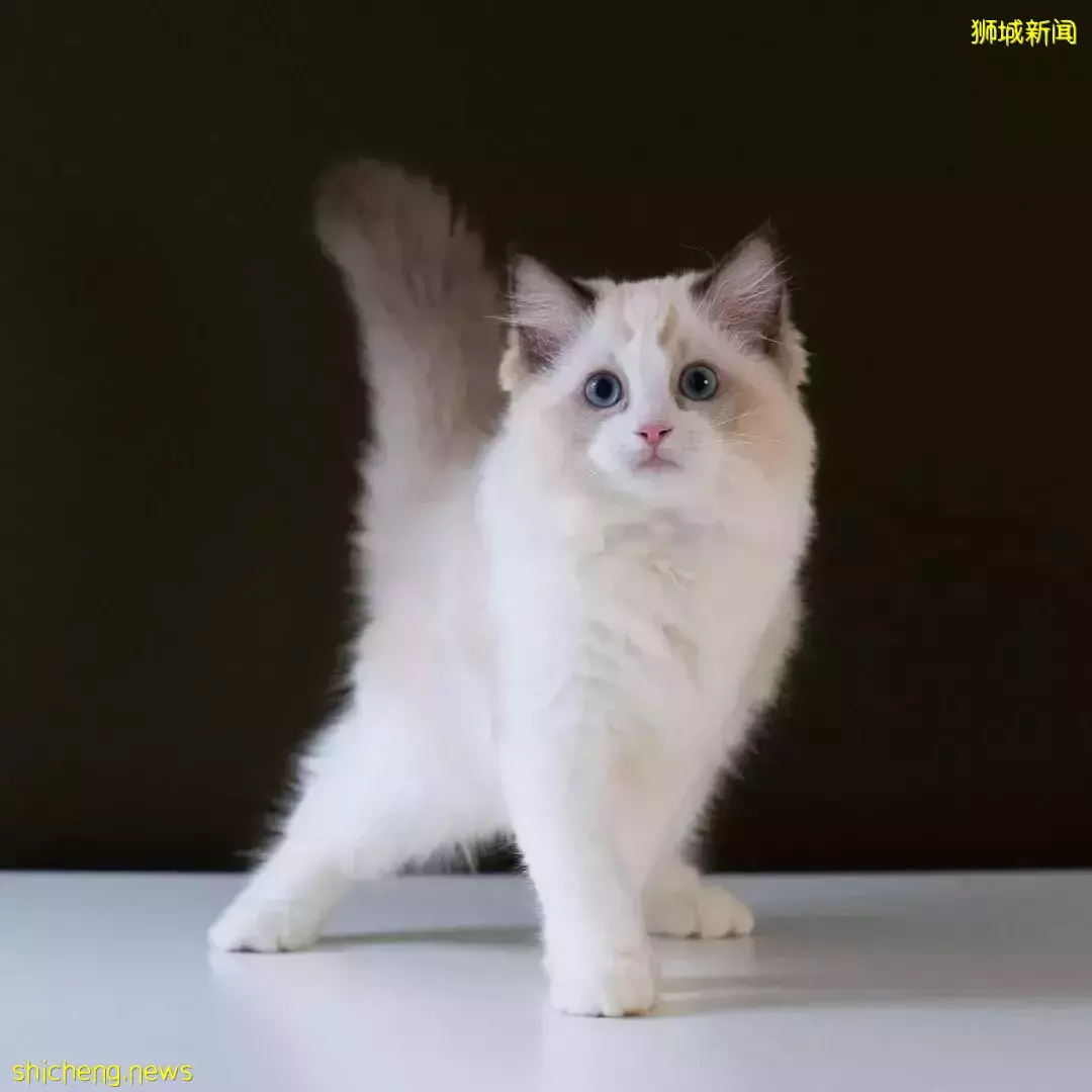 吸猫撸狗不是梦，5家新加坡宠物咖萌到犯规