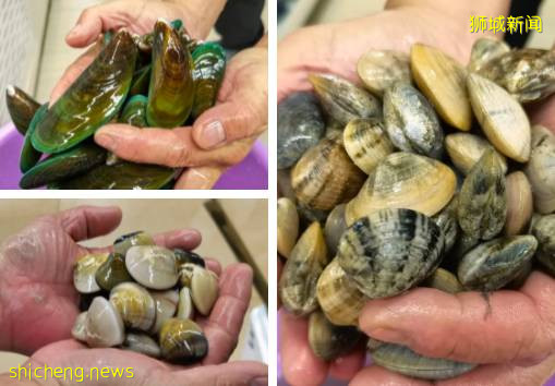 2021新加坡米其林榜出爐!種草高級海鮮食材:帝王蟹、加拿大青口、蘇格蘭竹蚌