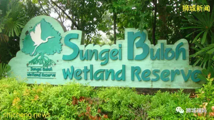 下水抓蛙、摘菜摸鱼、开土摩托……我带娃体验了一把新加坡的农家乐