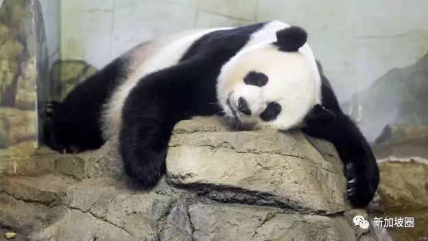 美国虐待中国借出的大熊猫是假消息，租给新加坡的熊猫你认识吗？