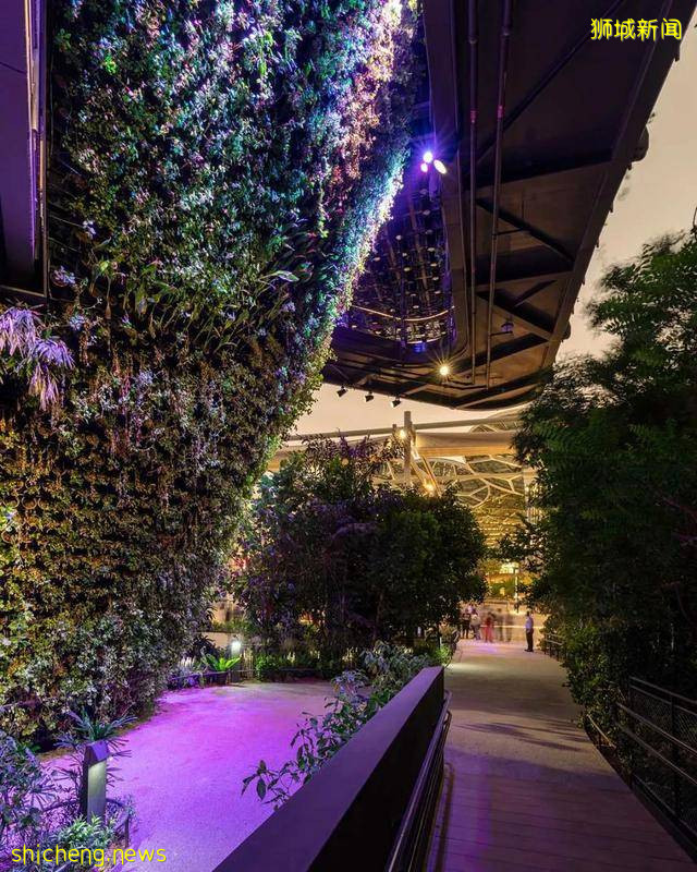 迪拜世博会新加坡展馆：自然之城，展示自然、培育、未来 