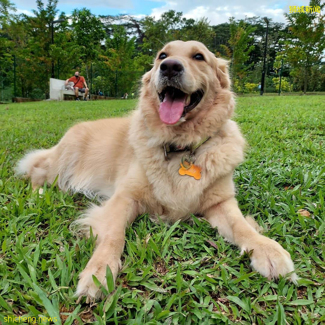 小狗也要出外透透气!精选新加坡8个遛狗公园🐕在Dog Run里快乐奔跑、尽情撒野🐾