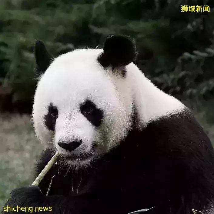 新加坡 舌尖上的饕餮美食