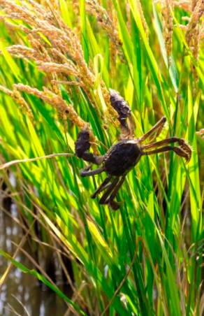 新加坡终于有好吃的东北大米啦!一经上市就被抢购一空!快来尝鲜吧