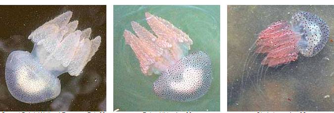 有毒水母泛濫新加坡海灘！聖淘沙禁止遊泳，巴西立海邊也有