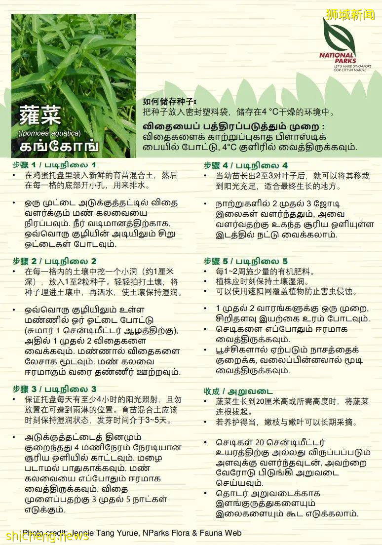 新加坡公园局又派发种子啦!已开放申请!还有教程教你怎么种