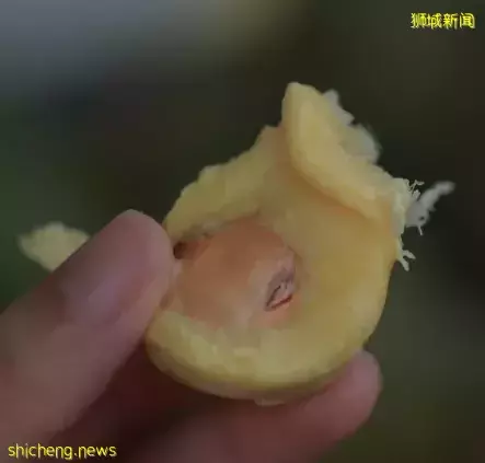 不用排队，N刷热门项目！包车仅$180往返，新山乐高乐园3天2夜太爽啦