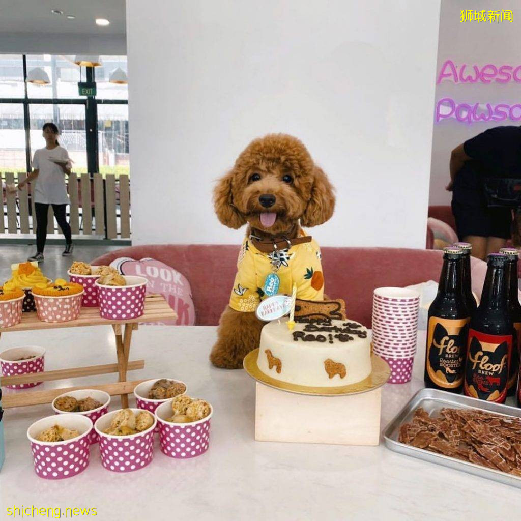 Wooftopia俏皮可爱宠物咖啡厅🐶 呆萌哈士奇坐镇!纯撸狗或带上自家狗狗都可以👌