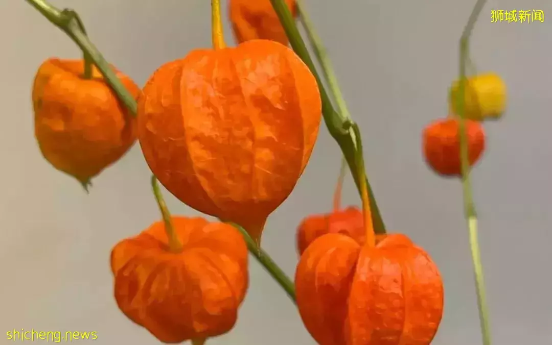 鮮花在熱帶也能養1個月？資深花友新加坡買花、養護大揭秘