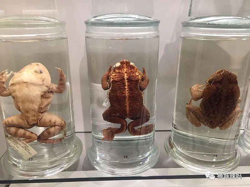 恐龍化石、抹香鯨骨架、初代巨星阿明……100W+動植物標本竟然藏在新加坡這個地方