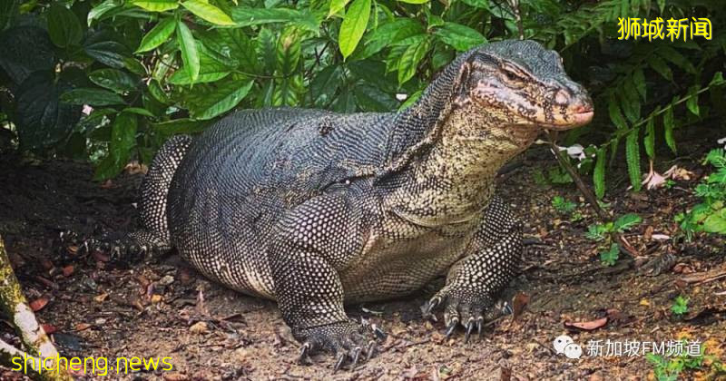 新加坡植物园惊现巨型蜥蜴，众人直呼震惊
