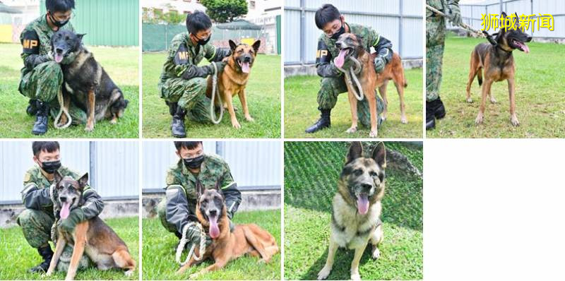 19只退休的SAF軍犬等你來領養