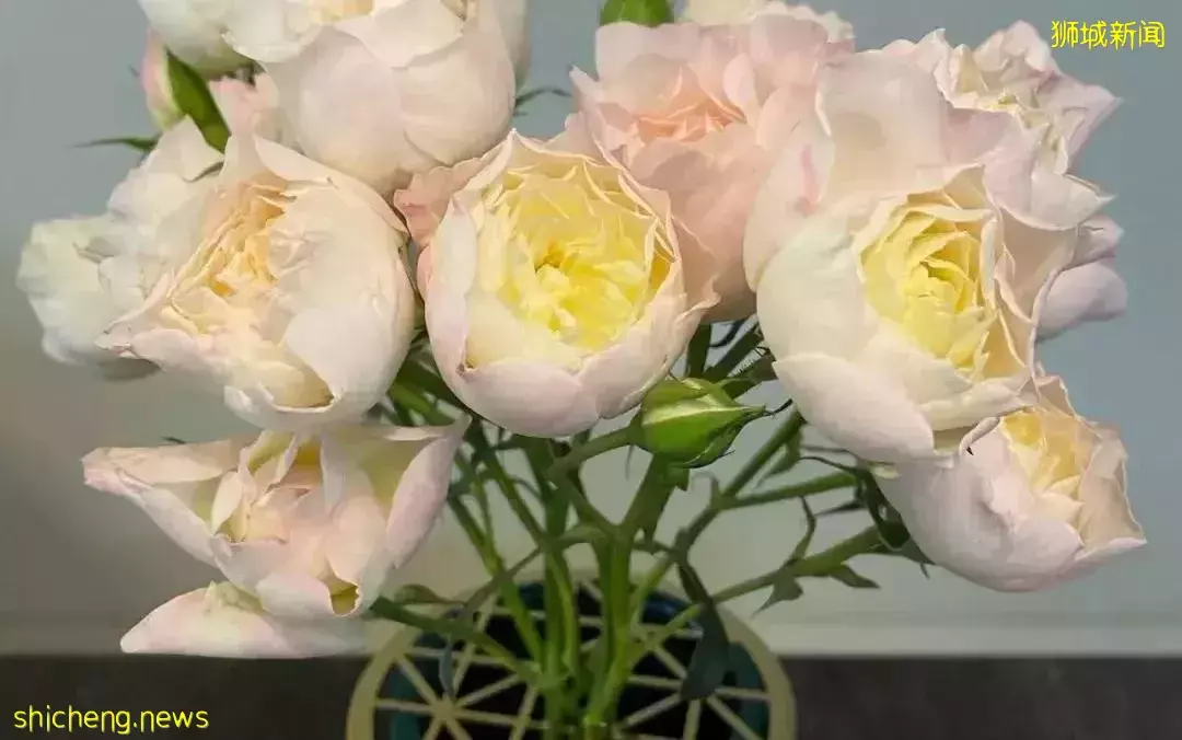 鮮花在熱帶也能養1個月？資深花友新加坡買花、養護大揭秘