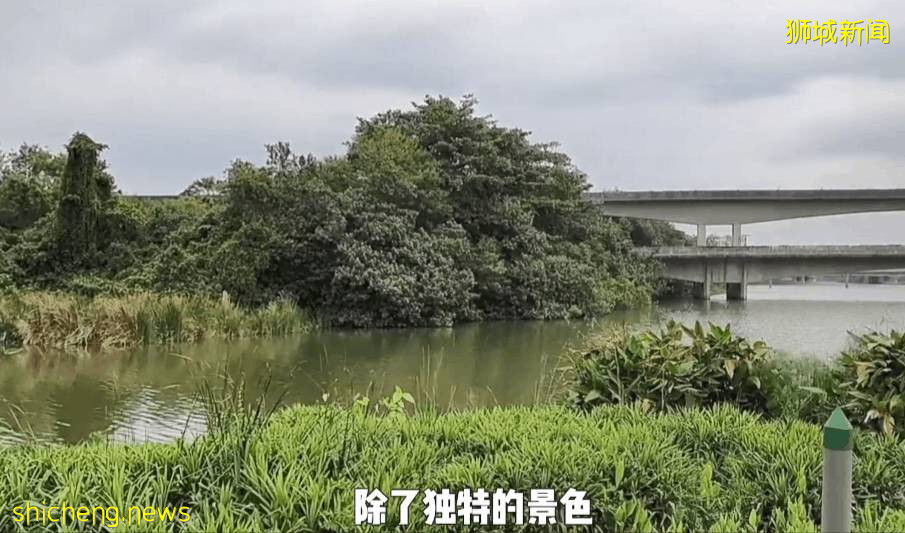 疫情不再宅家!新加坡10个超美户外蓄水池走起~人少风景好