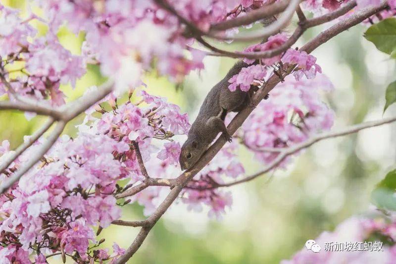 新加坡也有“櫻花”？看看當地領導們如何當起賞花向導