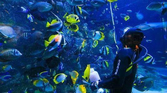 新加坡 吸引人们来,靠的不仅是颜值,还有才华