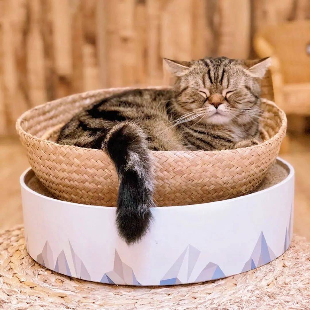 去哈芝巷只知瘋狂拍照？這些高顔值歇腳聖地你一定得知道